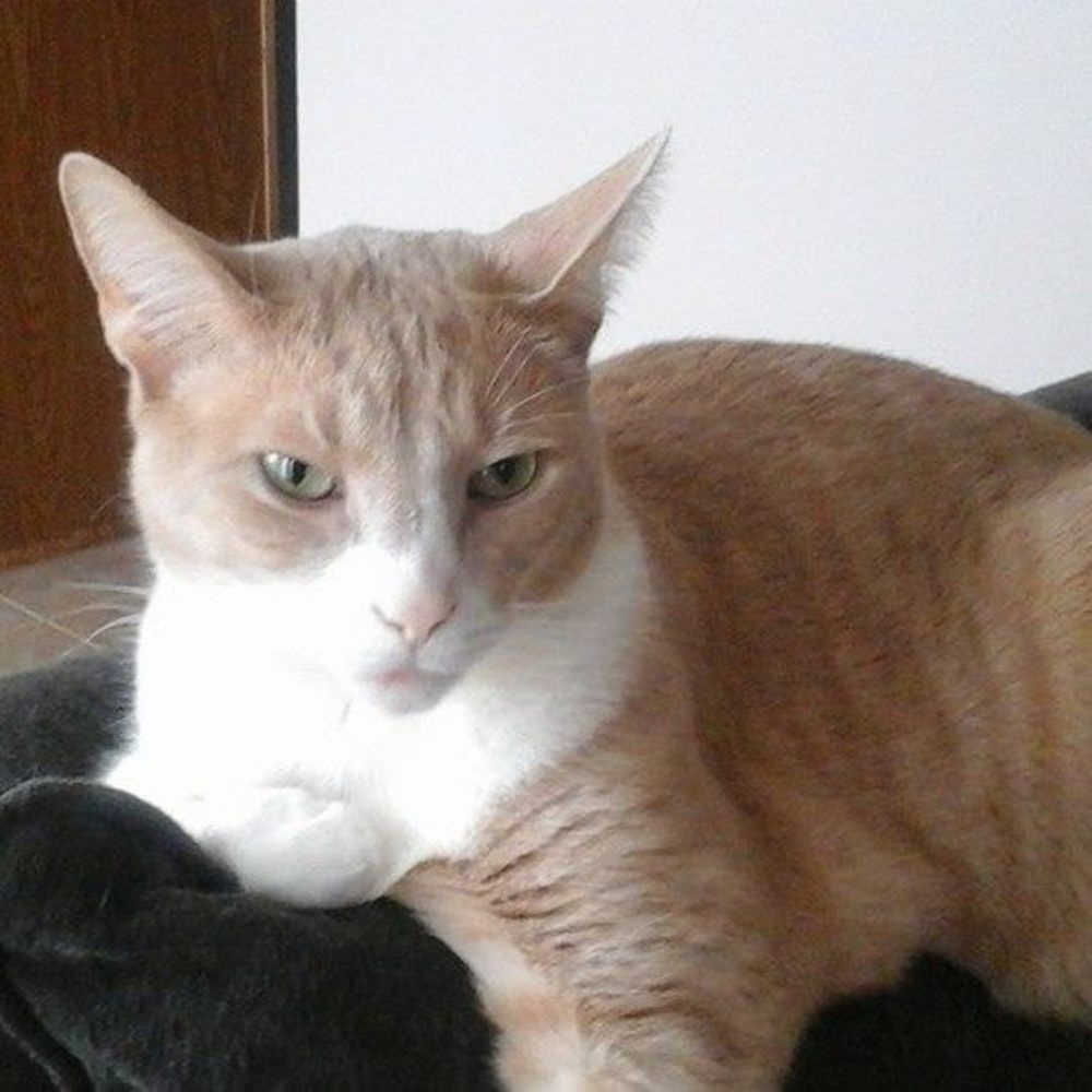 Meet your Posher, Carolyn s.